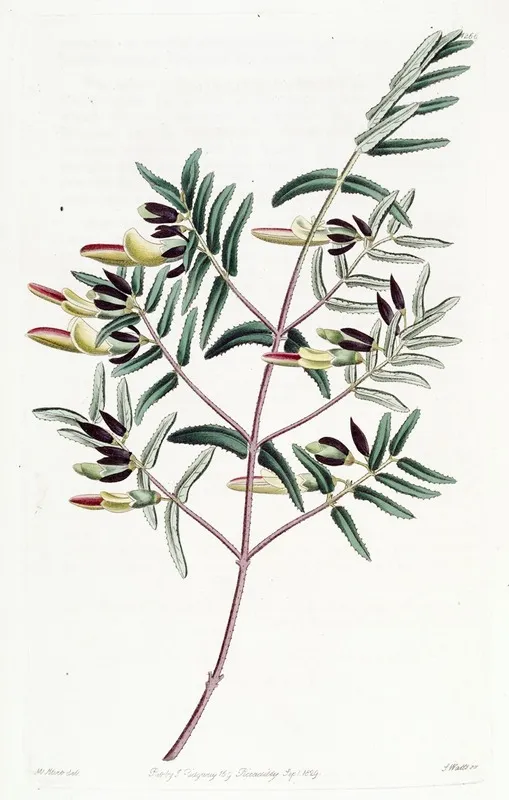 Narrow Leaved Scottia Wall Art by Sydenham Edwards - High-Resolution Digital Print