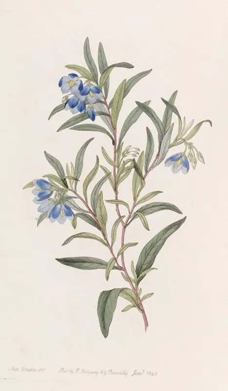 Narrow Leaved Sollya Wall Art by Sydenham Edwards - High-Resolution Digital Print