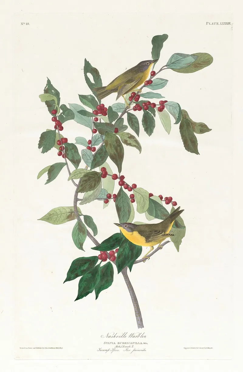 Nashville Warbler Wall Art by John James Audubon - High-Resolution Digital Print