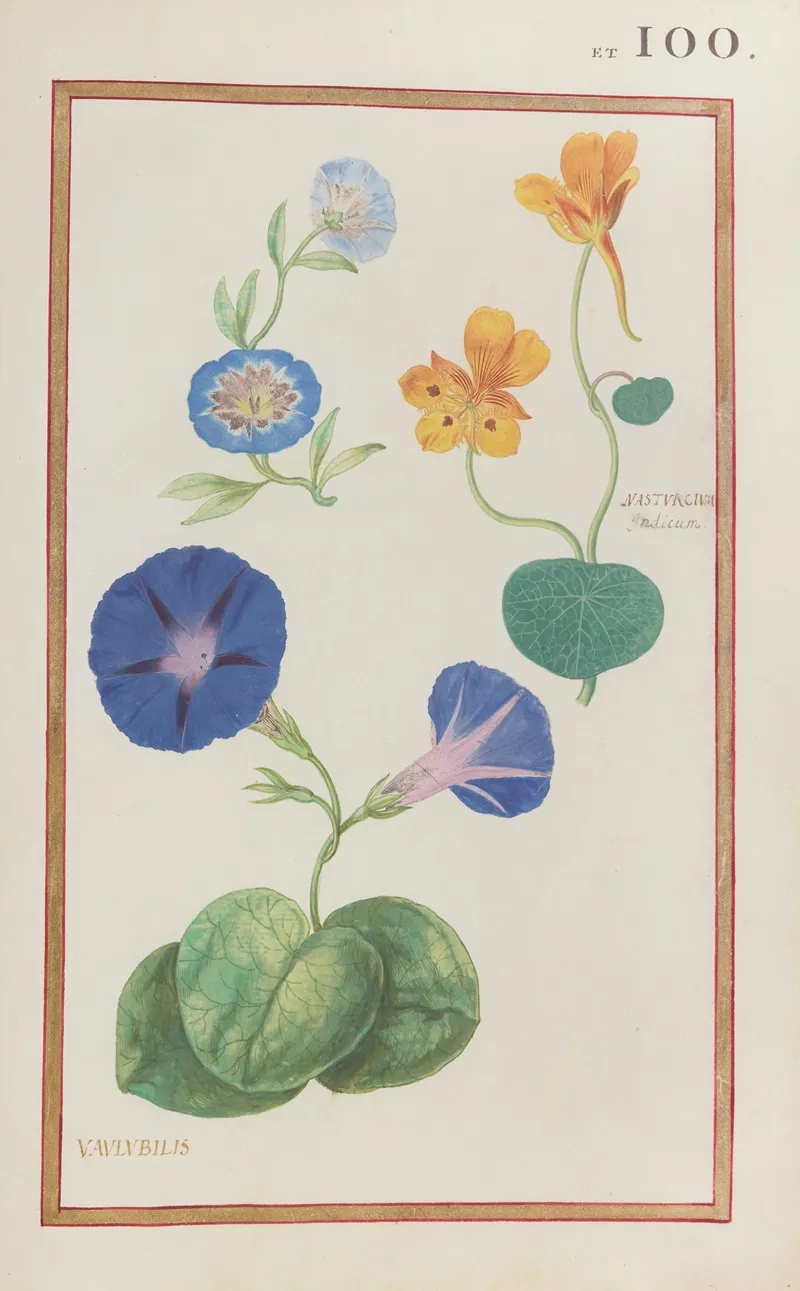Nasturcium Indicum Vaulubilis Wall Art by Daniel Rabel - High-Resolution Digital Print