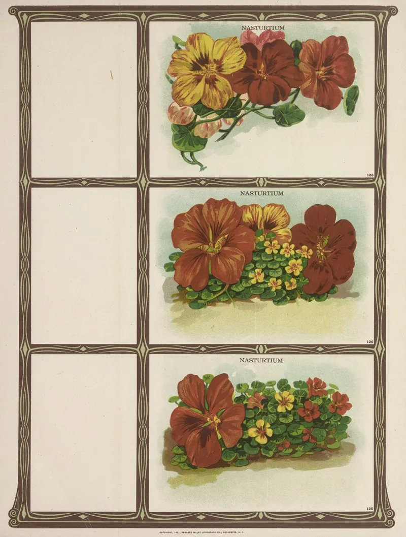 Nasturtium 2 Wall Art by Genesee Valley Lithograph Co. - High-Resolution Digital Print