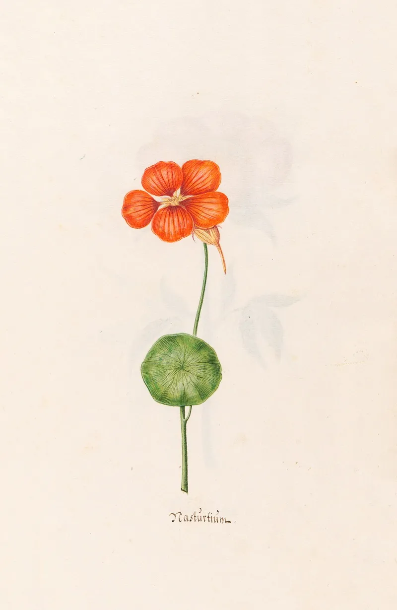 Nasturtium 3 Wall Art by Magdelena Rosina Funck - High-Resolution Digital Print
