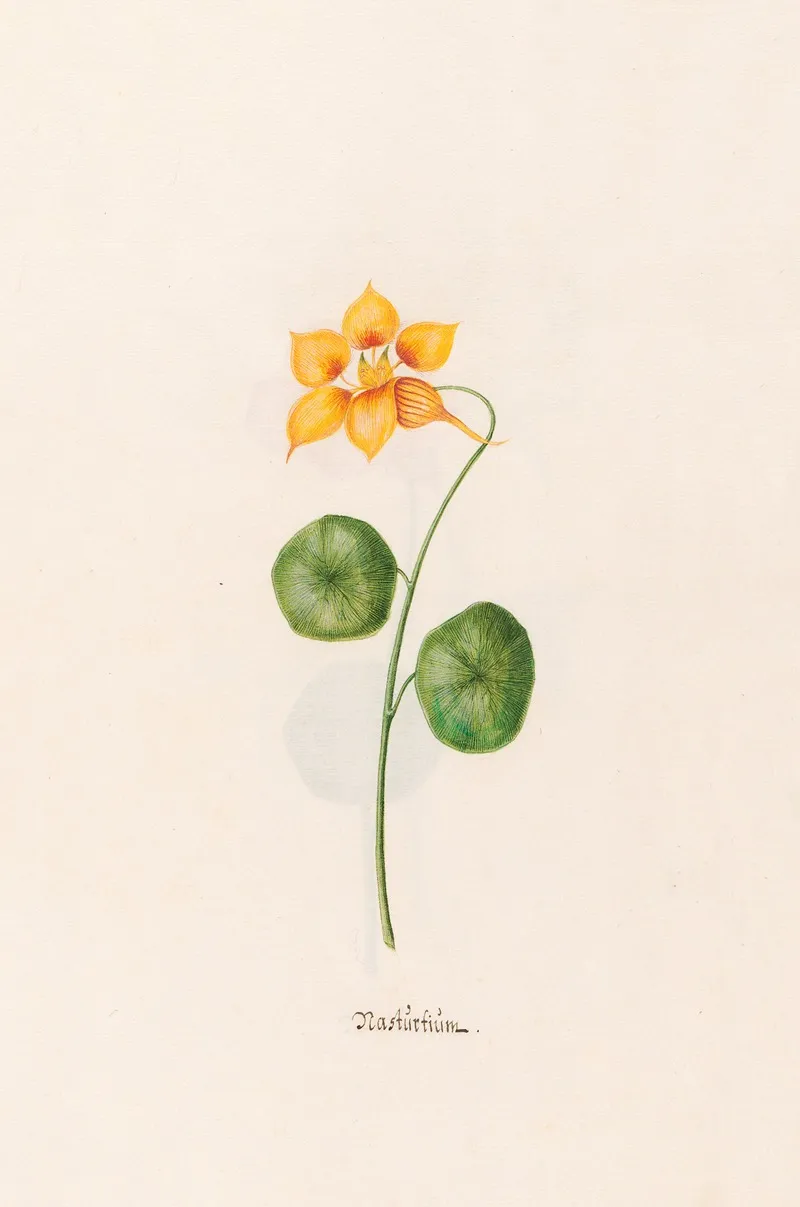 Nasturtium 4 Wall Art by Magdelena Rosina Funck - High-Resolution Digital Print