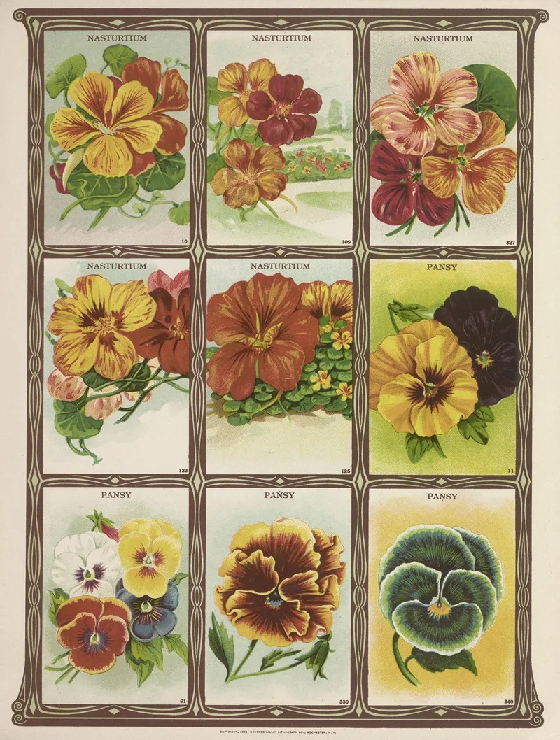 Nasturtium Pansy Wall Art by Genesee Valley Lithograph Co. - High-Resolution Digital Print
