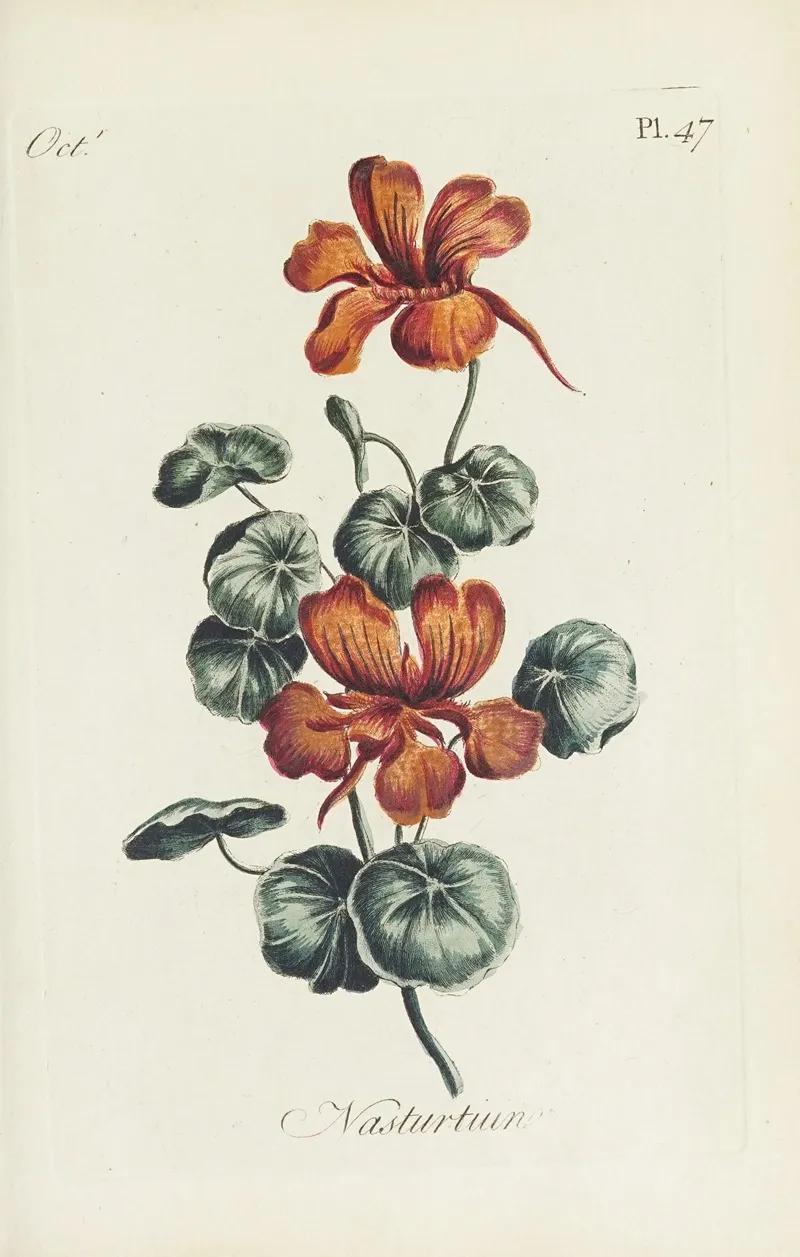 Nasturtium Wall Art by Carington Bowles - High-Resolution Digital Print