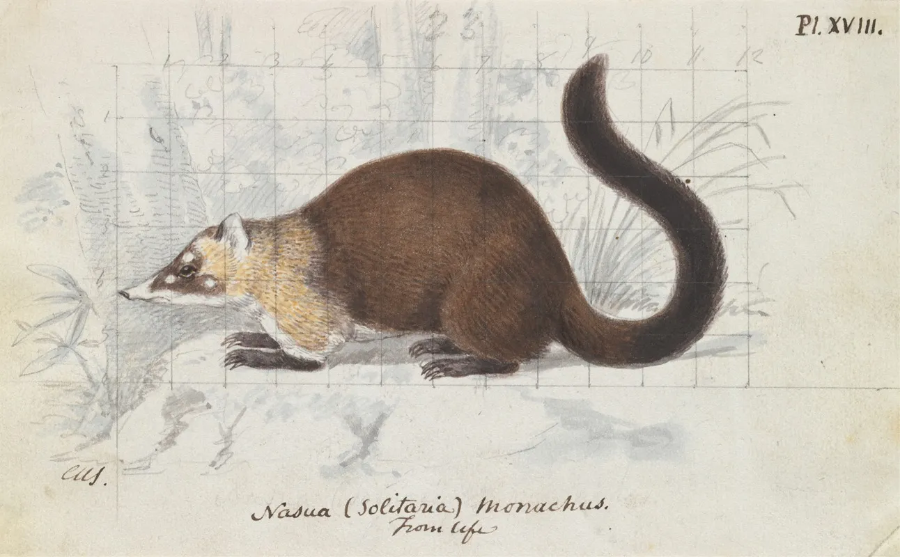 Nasua Solitaria Monachus From Life