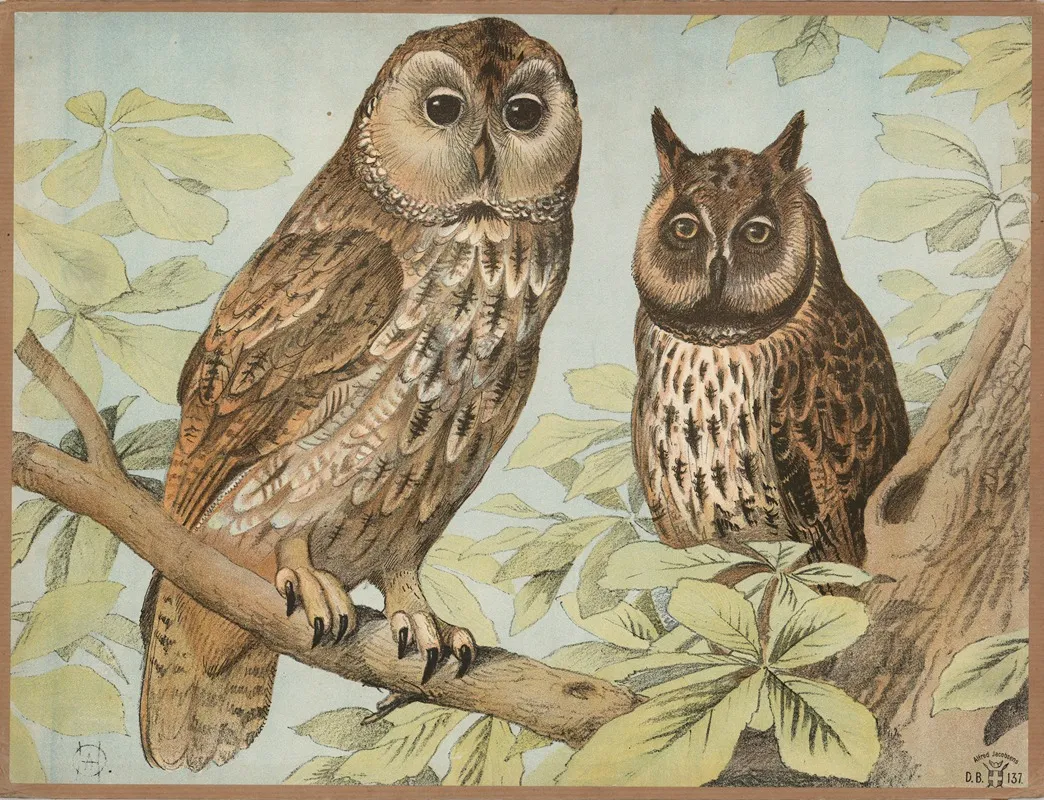 Natugle Skovhornugle