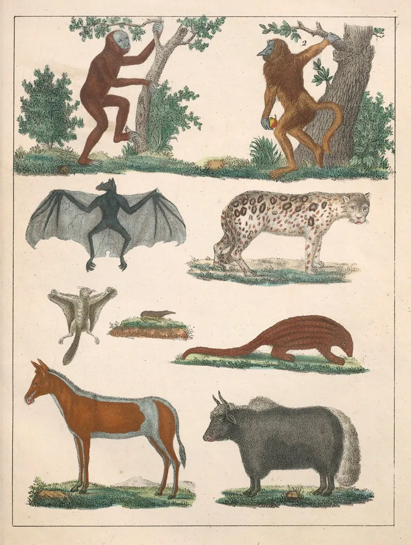 Natural History Galerya Obrazowa Zwierzat Czyli Historya Naturalna Pl 02 Wall Art by Anton Benedikt Reichenbach - High-Resolution Digital Print