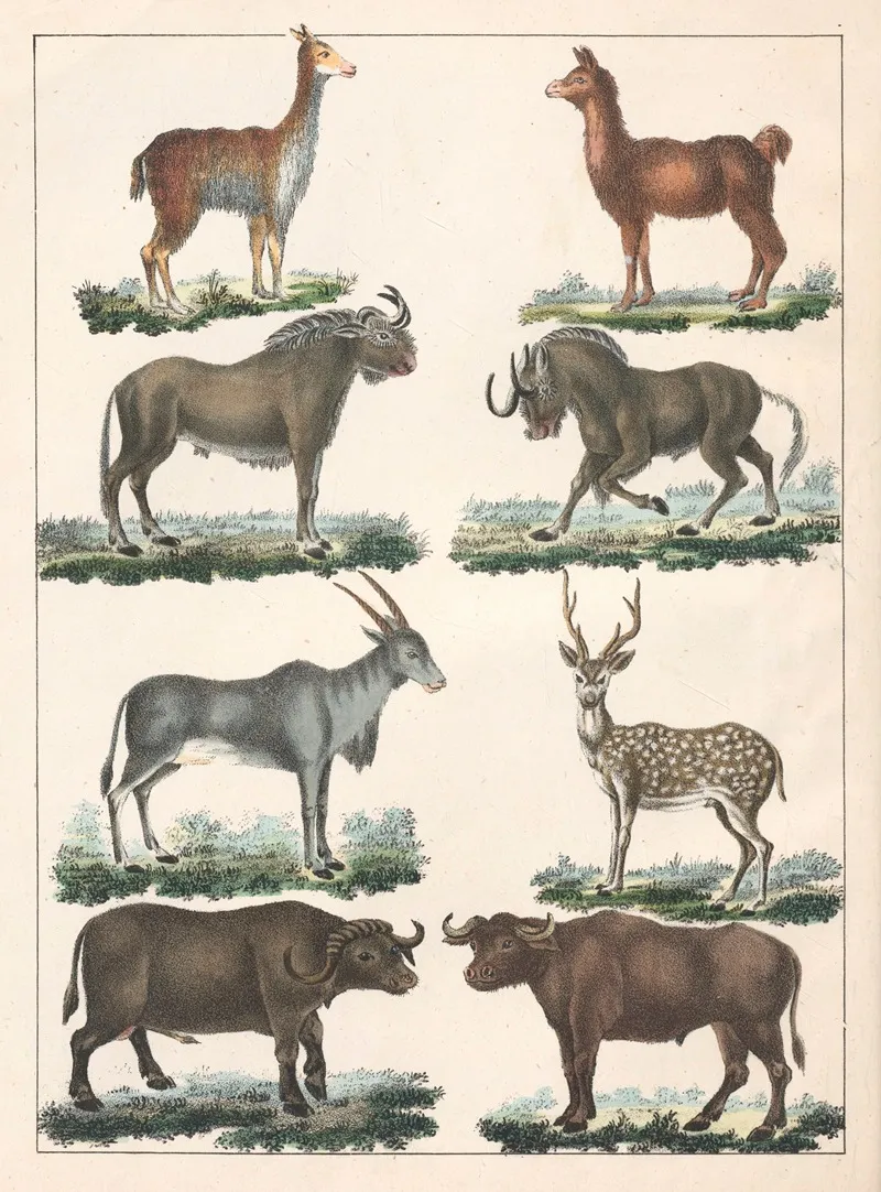 Natural History Galerya Obrazowa Zwierzat Czyli Historya Naturalna Pl 05 Wall Art by Anton Benedikt Reichenbach - High-Resolution Digital Print