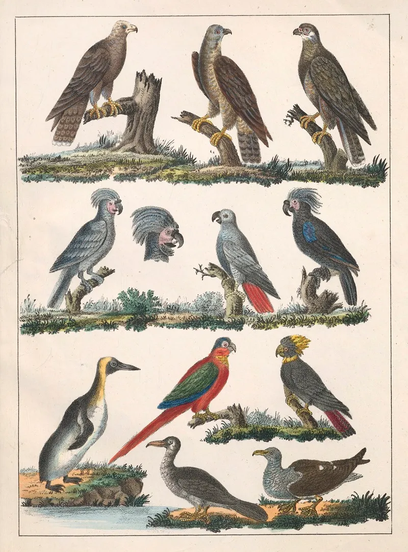 Natural History Galerya Obrazowa Zwierzat Czyli Historya Naturalna Pl 06 Wall Art by Anton Benedikt Reichenbach - High-Resolution Digital Print