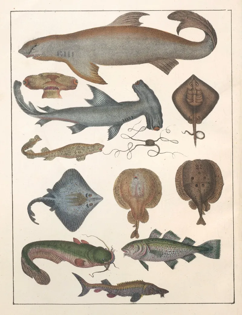 Natural History Galerya Obrazowa Zwierzat Czyli Historya Naturalna Pl 07 Wall Art by Anton Benedikt Reichenbach - High-Resolution Digital Print