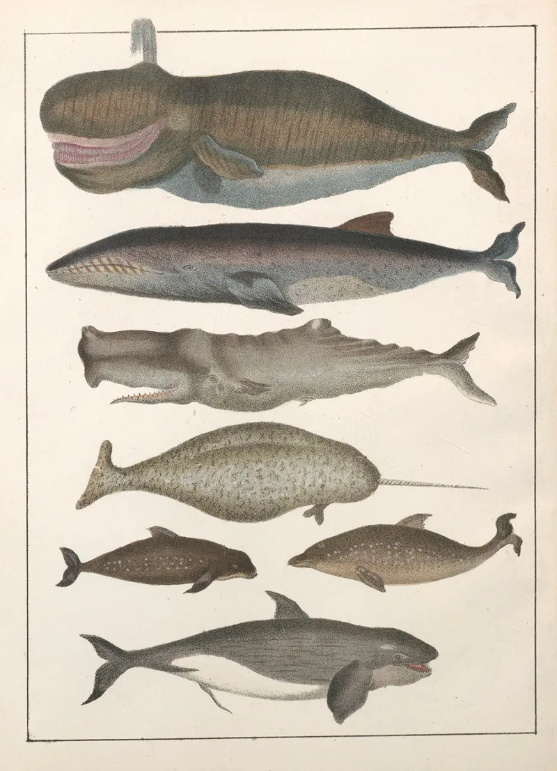 Natural History Galerya Obrazowa Zwierzat Czyli Historya Naturalna Pl 09 Wall Art by Anton Benedikt Reichenbach - High-Resolution Digital Print