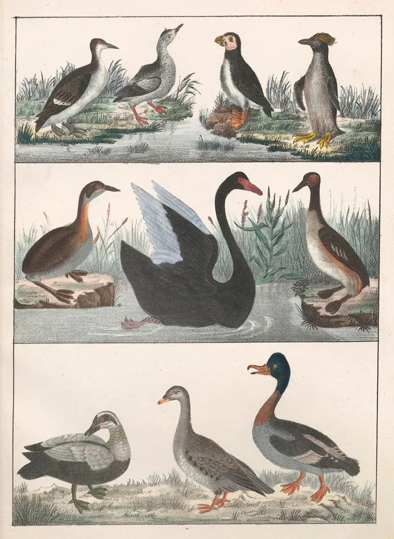 Natural History Galerya Obrazowa Zwierzat Czyli Historya Naturalna Pl 10 Wall Art by Anton Benedikt Reichenbach - High-Resolution Digital Print