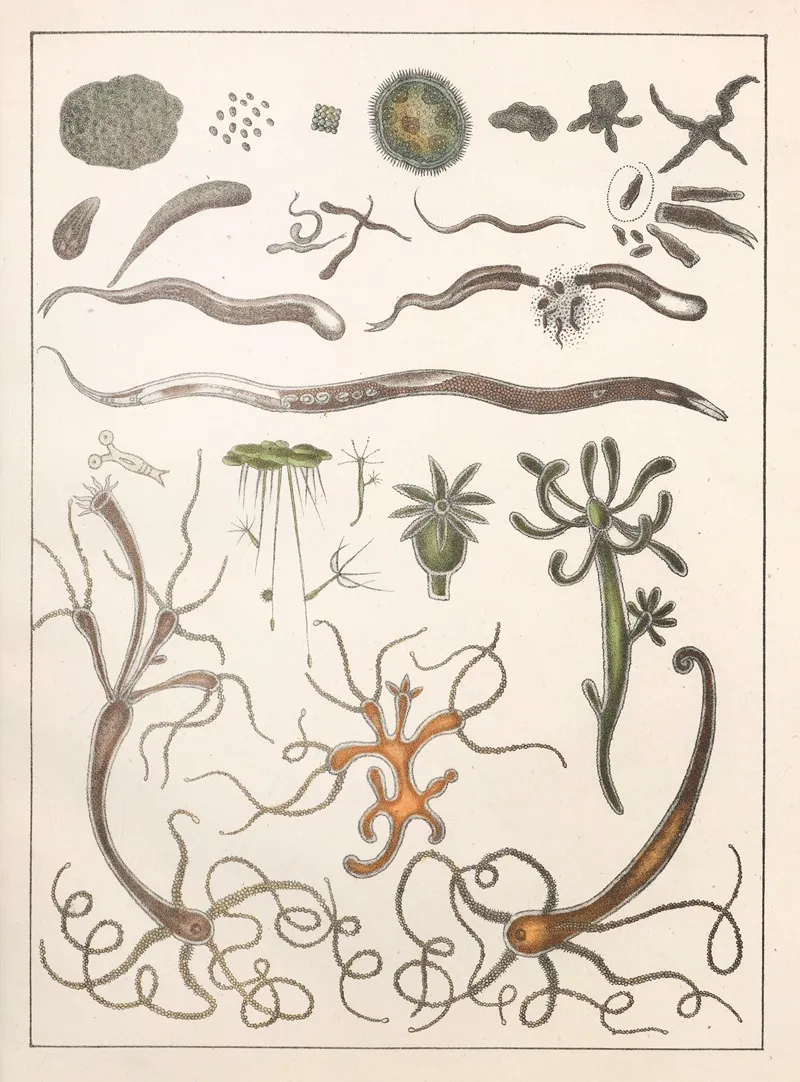 Natural History Galerya Obrazowa Zwierzat Czyli Historya Naturalna Pl 12 Wall Art by Anton Benedikt Reichenbach - High-Resolution Digital Print