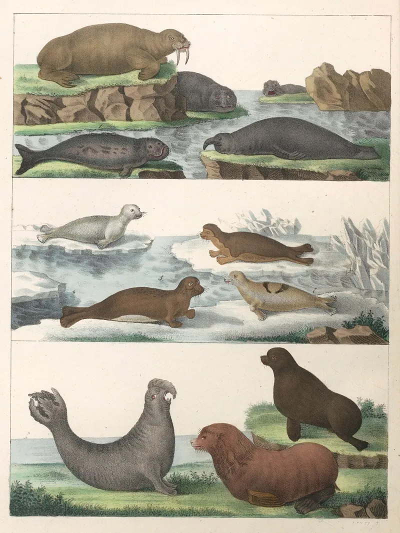 Natural History Galerya Obrazowa Zwierzat Czyli Historya Naturalna Pl 13 Wall Art by Anton Benedikt Reichenbach - High-Resolution Digital Print