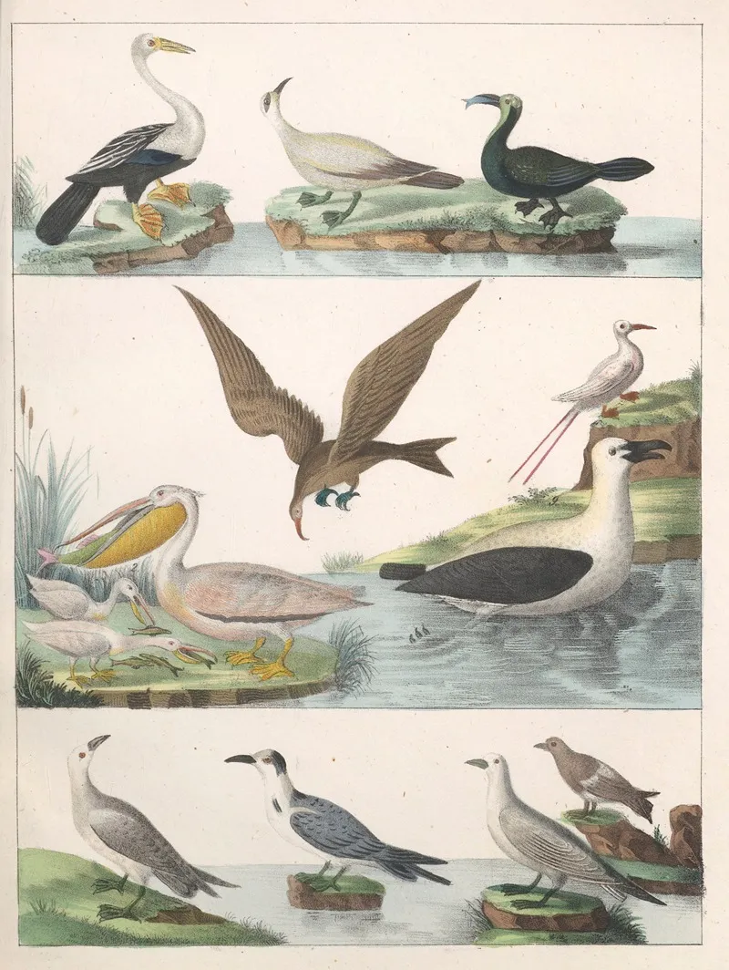 Natural History Galerya Obrazowa Zwierzat Czyli Historya Naturalna Pl 14 Wall Art by Anton Benedikt Reichenbach - High-Resolution Digital Print