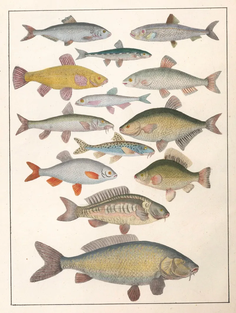 Natural History Galerya Obrazowa Zwierzat Czyli Historya Naturalna Pl 15 Wall Art by Anton Benedikt Reichenbach - High-Resolution Digital Print
