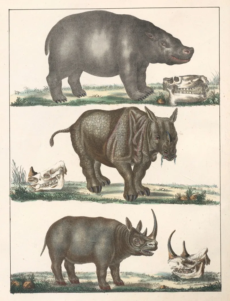 Natural History Galerya Obrazowa Zwierzat Czyli Historya Naturalna Pl 17 Wall Art by Anton Benedikt Reichenbach - High-Resolution Digital Print