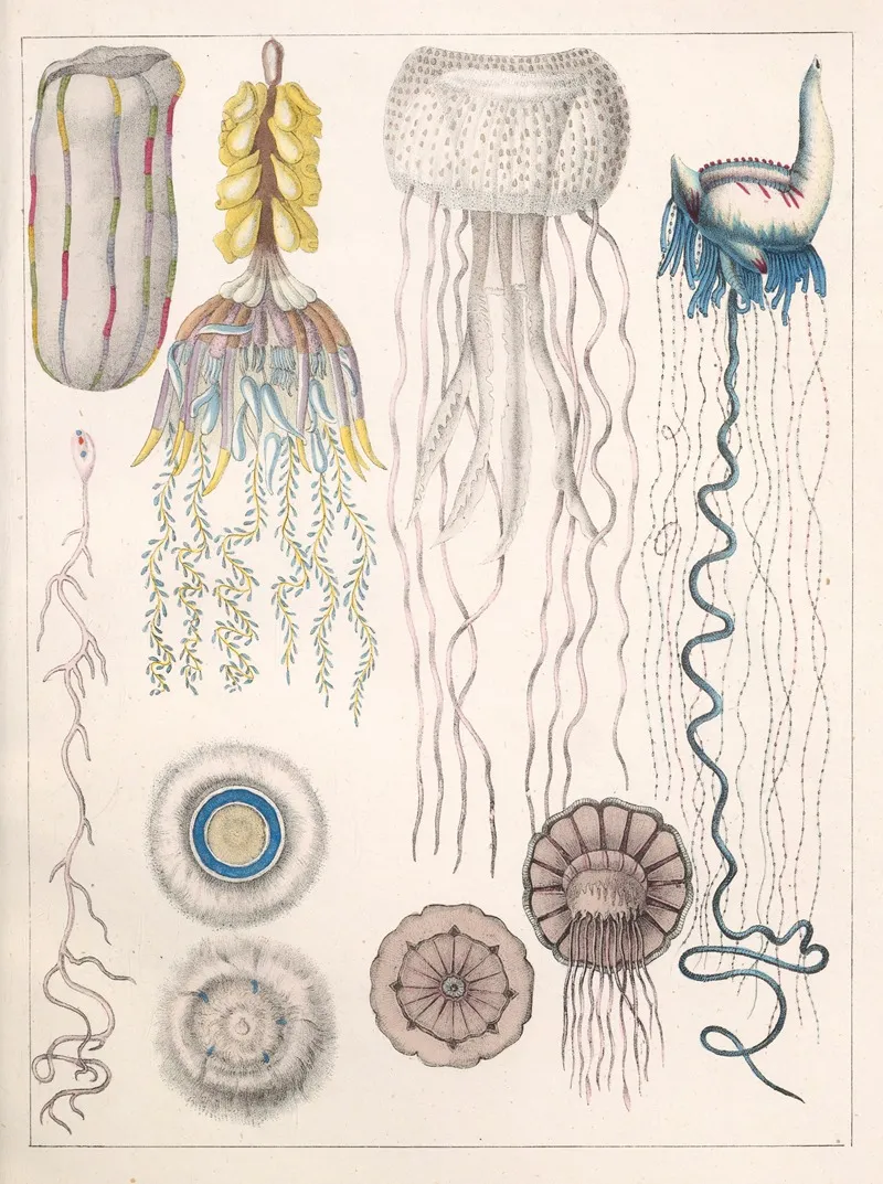 Natural History Galerya Obrazowa Zwierzat Czyli Historya Naturalna Pl 20 Wall Art by Anton Benedikt Reichenbach - High-Resolution Digital Print