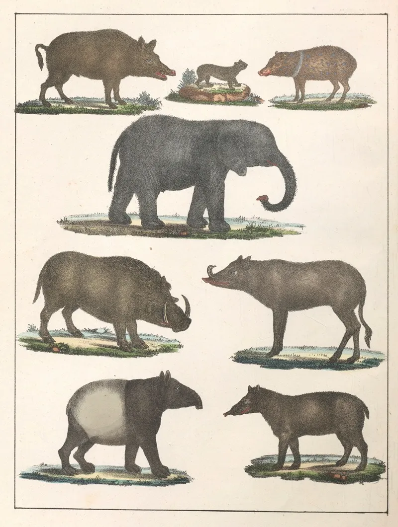 Natural History Galerya Obrazowa Zwierzat Czyli Historya Naturalna Pl 21 Wall Art by Anton Benedikt Reichenbach - High-Resolution Digital Print