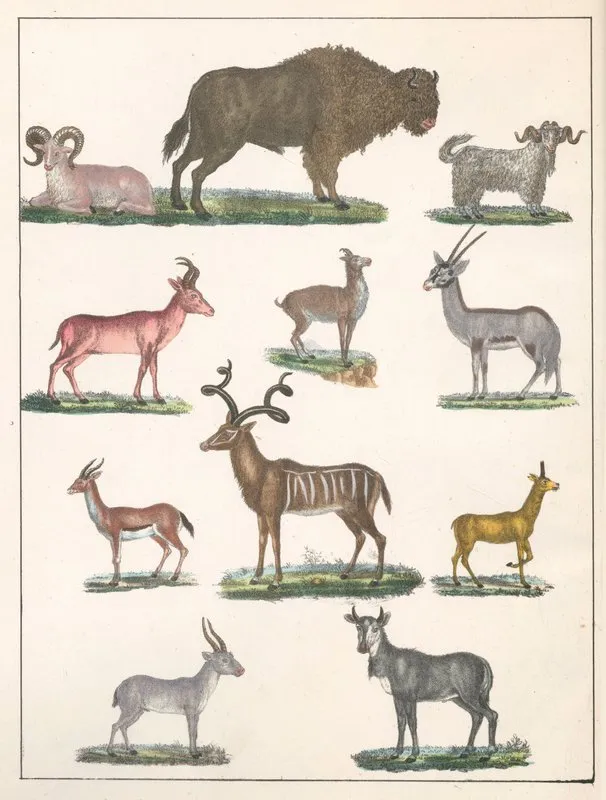Natural History Galerya Obrazowa Zwierzat Czyli Historya Naturalna Pl 25 Wall Art by Anton Benedikt Reichenbach - High-Resolution Digital Print