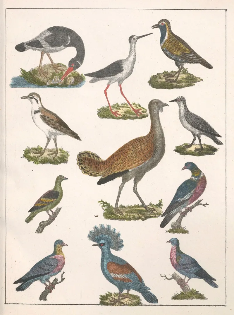 Natural History Galerya Obrazowa Zwierzat Czyli Historya Naturalna Pl 26 Wall Art by Anton Benedikt Reichenbach - High-Resolution Digital Print
