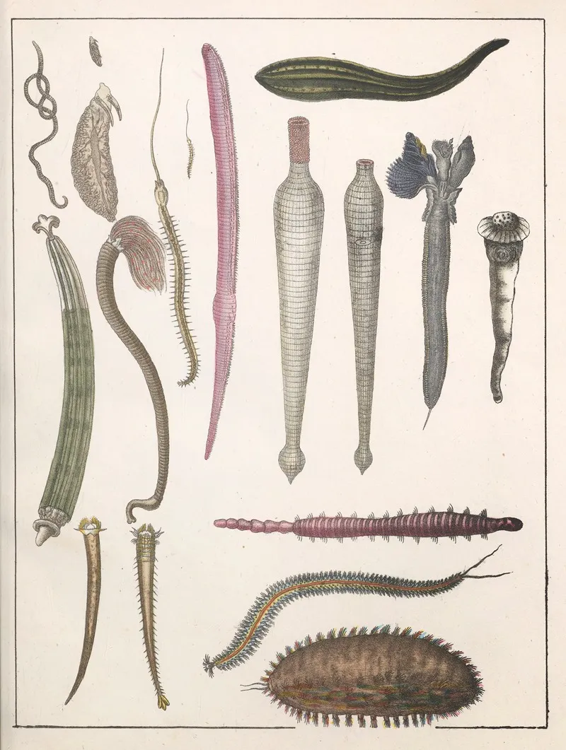 Natural History Galerya Obrazowa Zwierzat Czyli Historya Naturalna Pl 28 Wall Art by Anton Benedikt Reichenbach - High-Resolution Digital Print