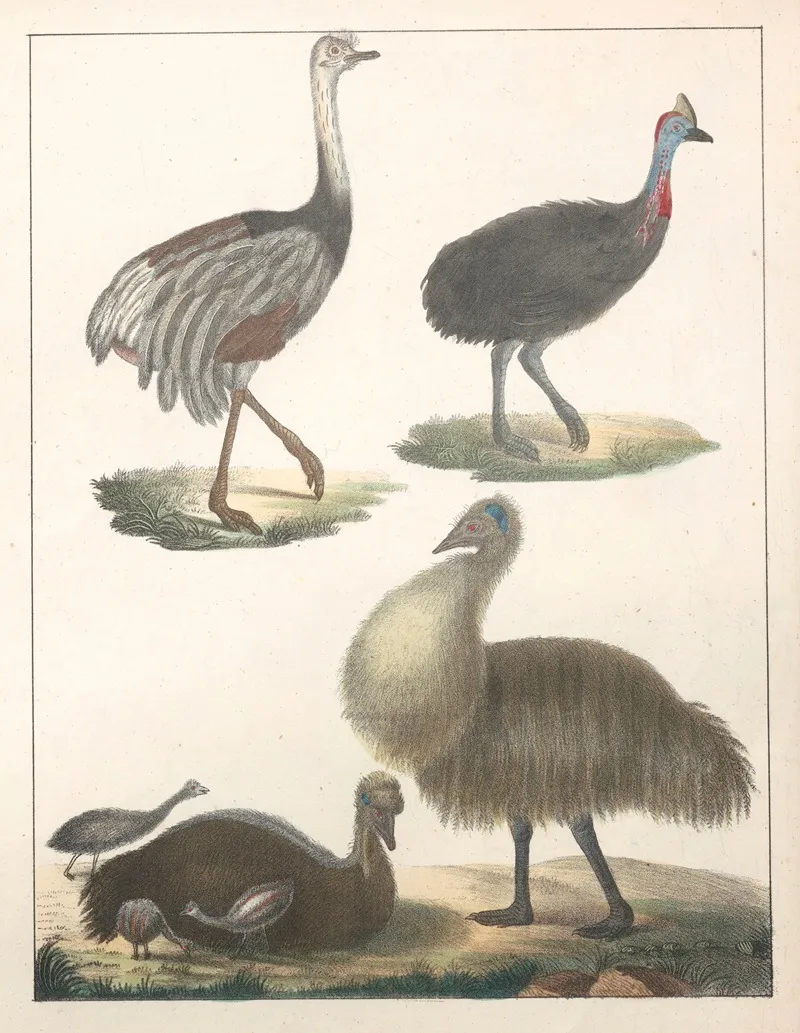 Natural History Galerya Obrazowa Zwierzat Czyli Historya Naturalna Pl 30 Wall Art by Anton Benedikt Reichenbach - High-Resolution Digital Print