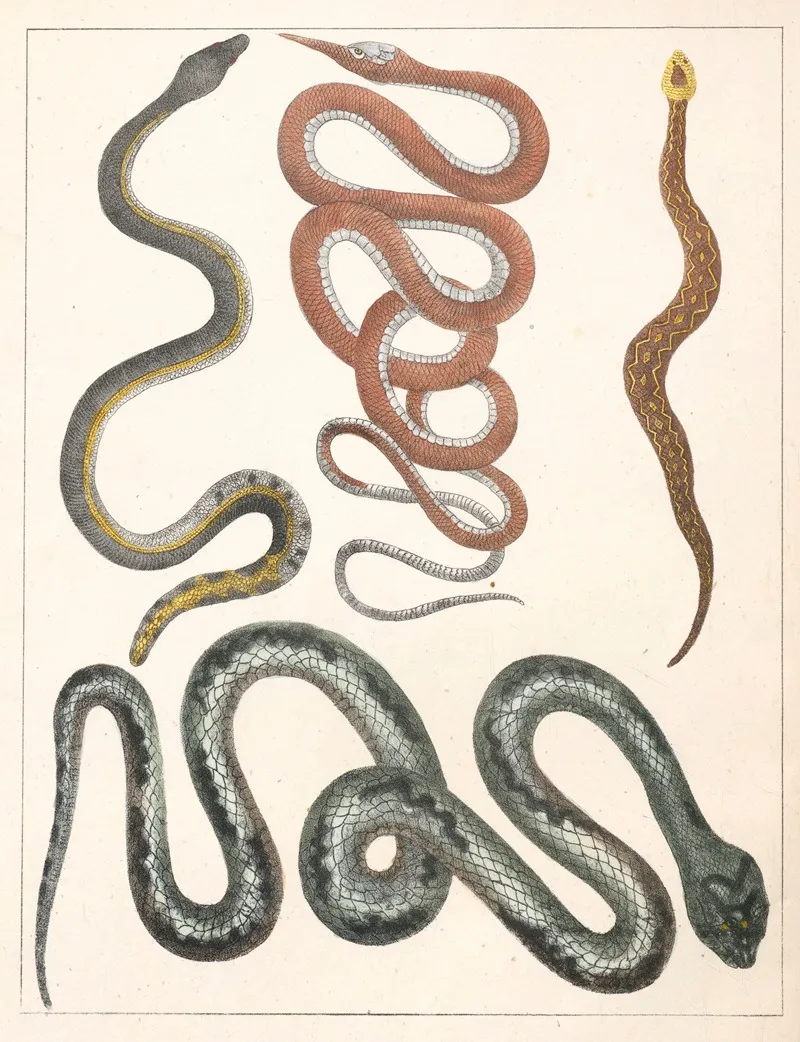 Natural History Galerya Obrazowa Zwierzat Czyli Historya Naturalna Pl 35 Wall Art by Anton Benedikt Reichenbach - High-Resolution Digital Print