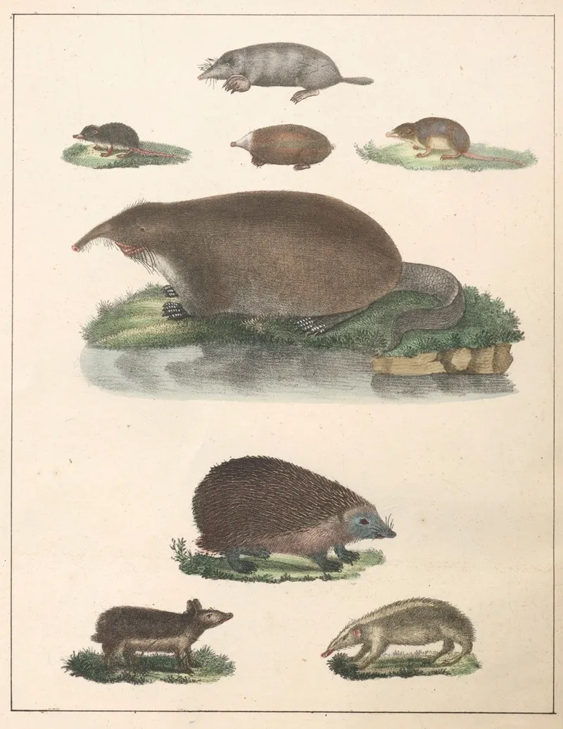 Natural History Galerya Obrazowa Zwierzat Czyli Historya Naturalna Pl 37 Wall Art by Anton Benedikt Reichenbach - High-Resolution Digital Print