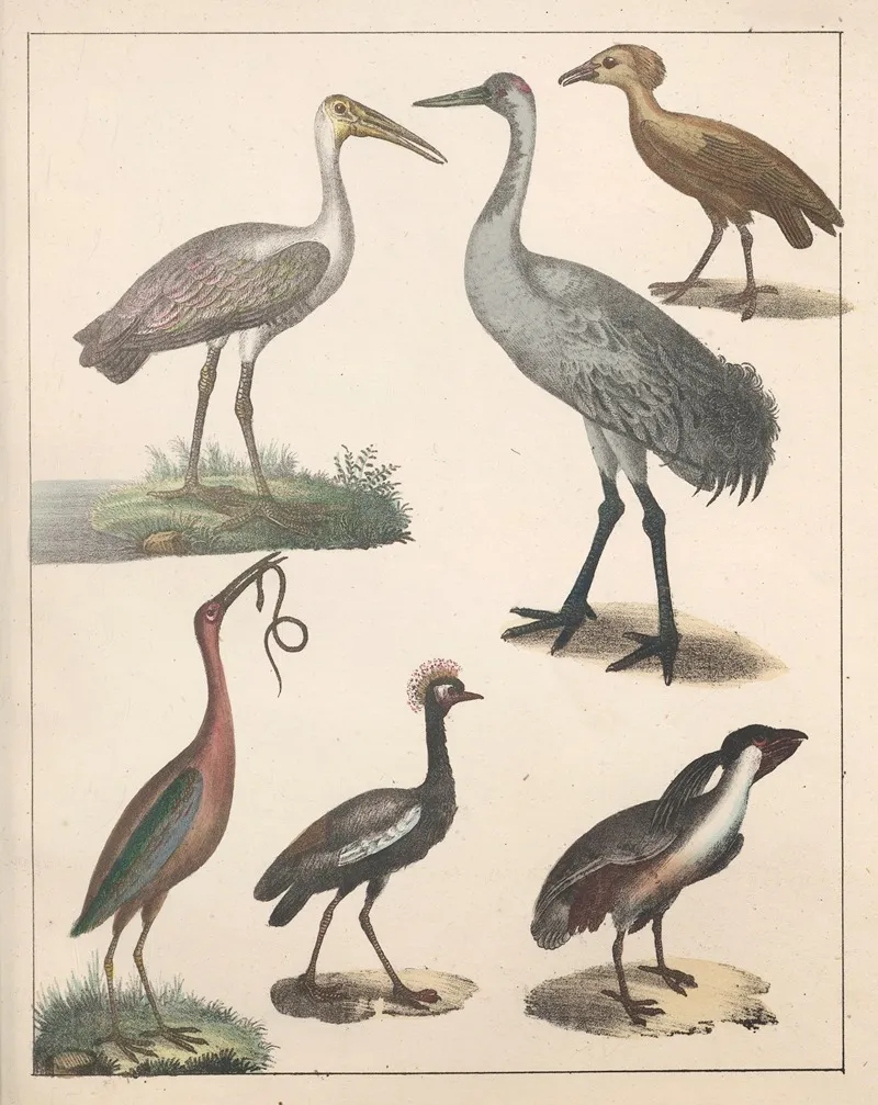 Natural History Galerya Obrazowa Zwierzat Czyli Historya Naturalna Pl 38 Wall Art by Anton Benedikt Reichenbach - High-Resolution Digital Print
