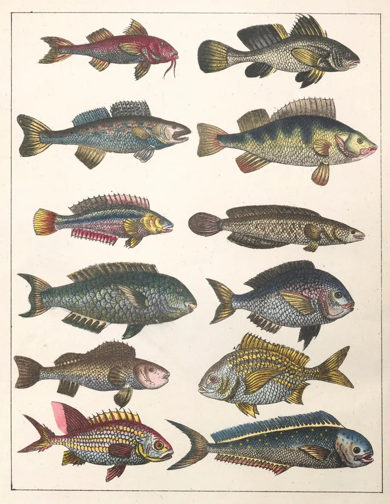 Natural History Galerya Obrazowa Zwierzat Czyli Historya Naturalna Pl 39 Wall Art by Anton Benedikt Reichenbach - High-Resolution Digital Print
