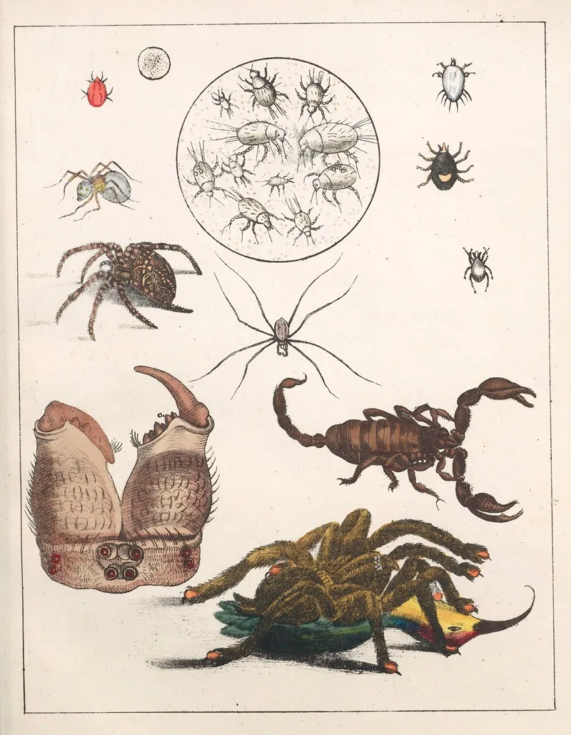 Natural History Galerya Obrazowa Zwierzat Czyli Historya Naturalna Pl 40 Wall Art by Anton Benedikt Reichenbach - High-Resolution Digital Print