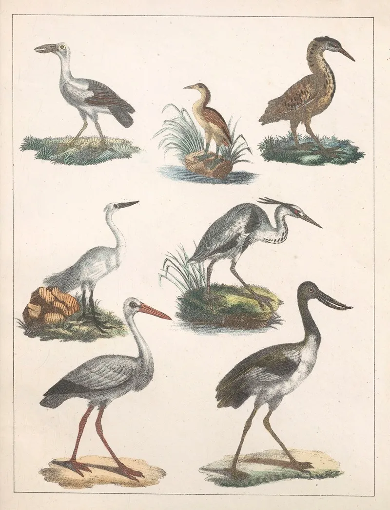 Natural History Galerya Obrazowa Zwierzat Czyli Historya Naturalna Pl 42 Wall Art by Anton Benedikt Reichenbach - High-Resolution Digital Print