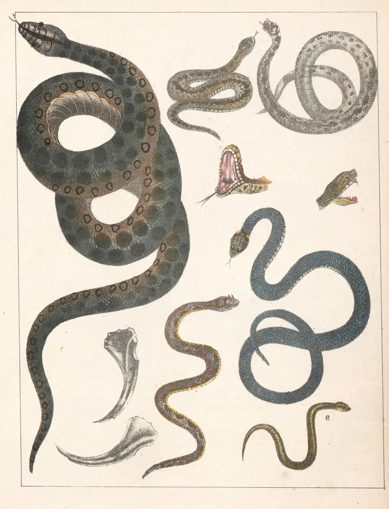 Natural History Galerya Obrazowa Zwierzat Czyli Historya Naturalna Pl 43 Wall Art by Anton Benedikt Reichenbach - High-Resolution Digital Print