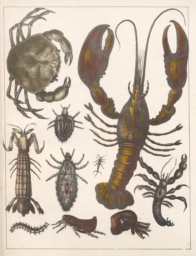 Natural History Galerya Obrazowa Zwierzat Czyli Historya Naturalna Pl 44 Wall Art by Anton Benedikt Reichenbach - High-Resolution Digital Print