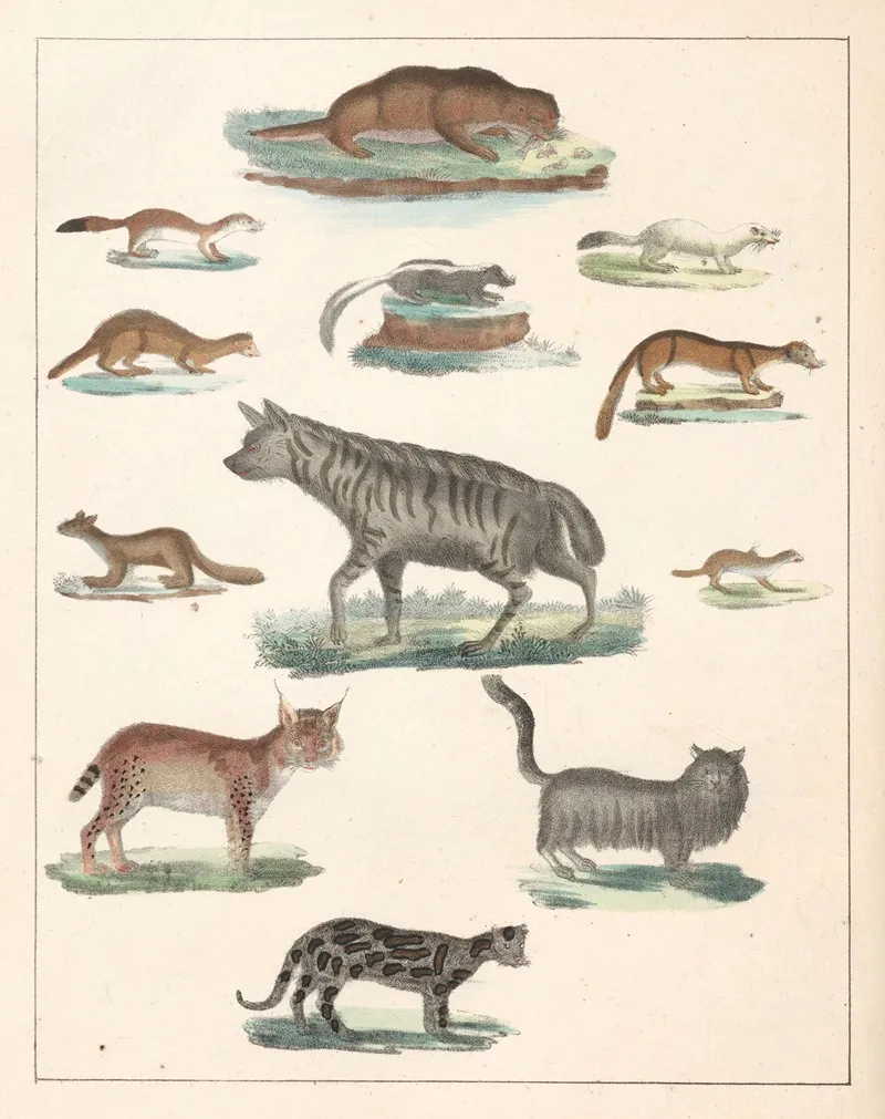 Natural History Galerya Obrazowa Zwierzat Czyli Historya Naturalna Pl 45 Wall Art by Anton Benedikt Reichenbach - High-Resolution Digital Print