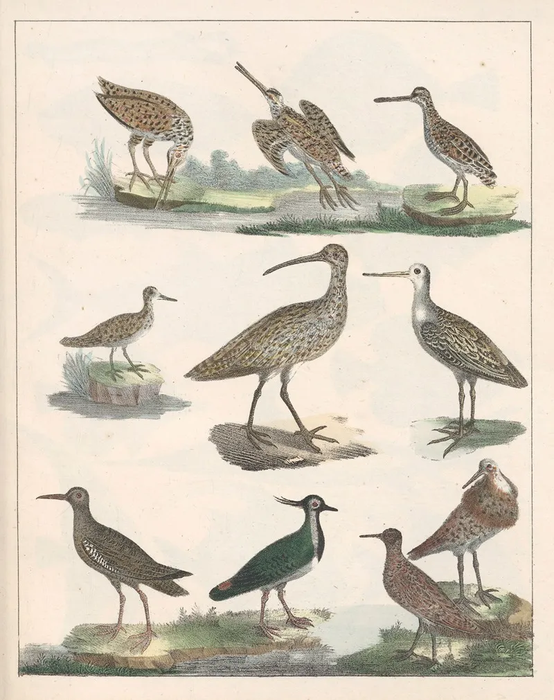 Natural History Galerya Obrazowa Zwierzat Czyli Historya Naturalna Pl 46 Wall Art by Anton Benedikt Reichenbach - High-Resolution Digital Print