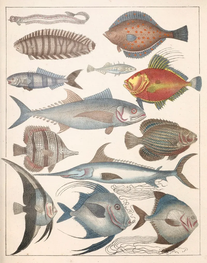 Natural History Galerya Obrazowa Zwierzat Czyli Historya Naturalna Pl 47 Wall Art by Anton Benedikt Reichenbach - High-Resolution Digital Print