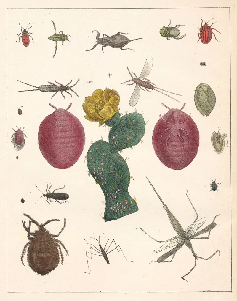 Natural History Galerya Obrazowa Zwierzat Czyli Historya Naturalna Pl 48 Wall Art by Anton Benedikt Reichenbach - High-Resolution Digital Print