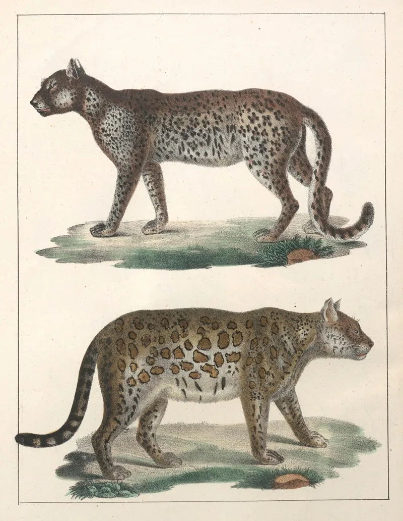 Natural History Galerya Obrazowa Zwierzat Czyli Historya Naturalna Pl 49 Wall Art by Anton Benedikt Reichenbach - High-Resolution Digital Print