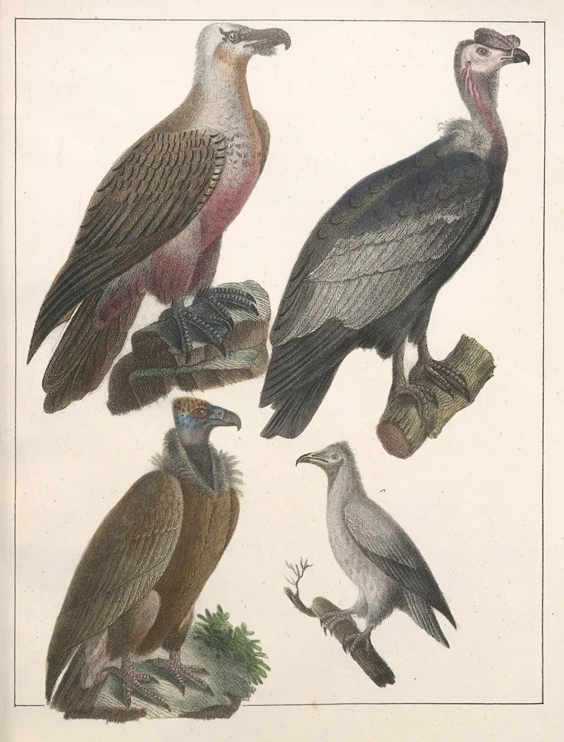 Natural History Galerya Obrazowa Zwierzat Czyli Historya Naturalna Pl 50 Wall Art by Anton Benedikt Reichenbach - High-Resolution Digital Print