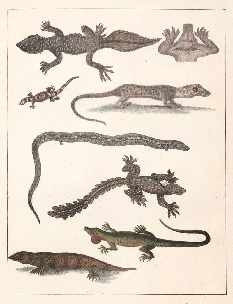 Natural History Galerya Obrazowa Zwierzat Czyli Historya Naturalna Pl 51 Wall Art by Anton Benedikt Reichenbach - High-Resolution Digital Print