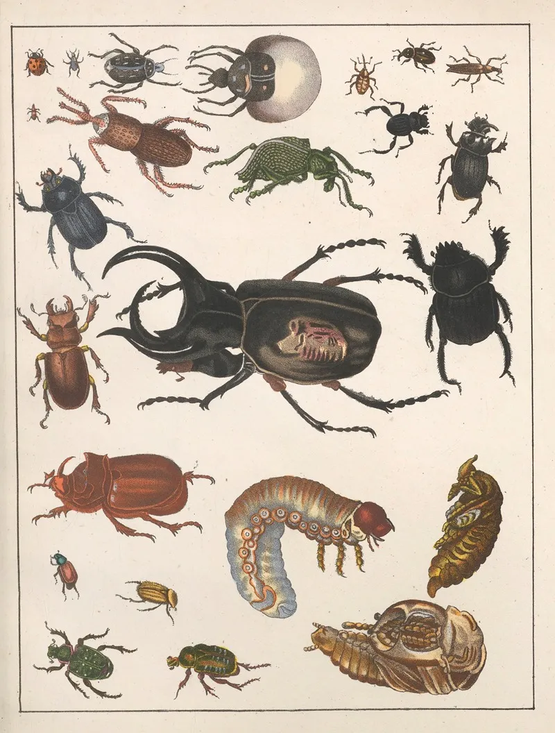 Natural History Galerya Obrazowa Zwierzat Czyli Historya Naturalna Pl 56 Wall Art by Anton Benedikt Reichenbach - High-Resolution Digital Print