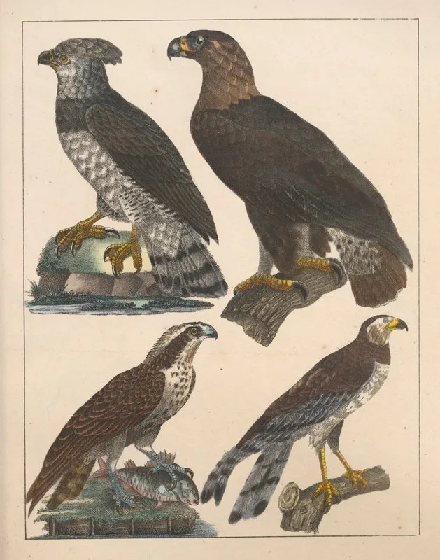 Natural History Galerya Obrazowa Zwierzat Czyli Historya Naturalna Pl 58 Wall Art by Anton Benedikt Reichenbach - High-Resolution Digital Print