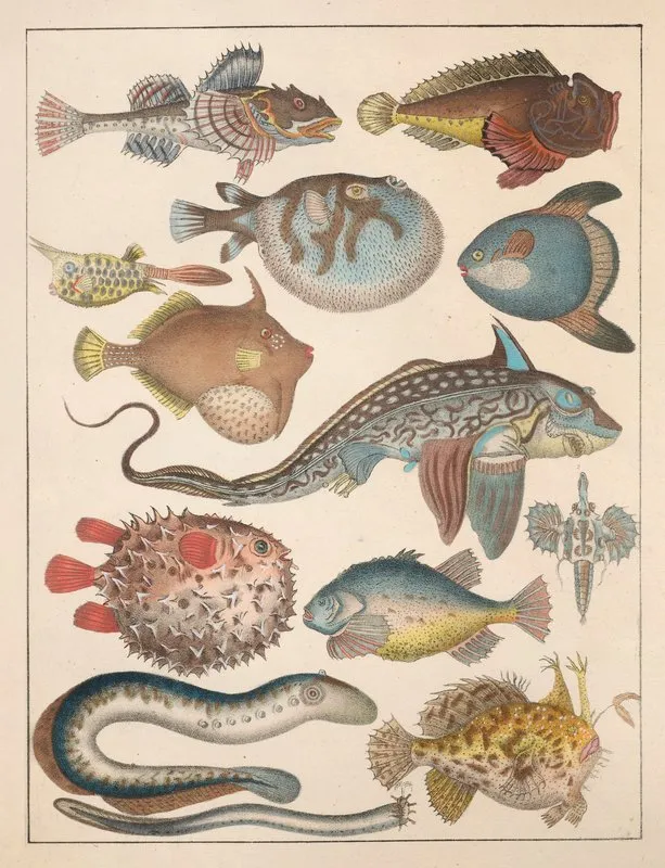 Natural History Galerya Obrazowa Zwierzat Czyli Historya Naturalna Pl 63 Wall Art by Anton Benedikt Reichenbach - High-Resolution Digital Print
