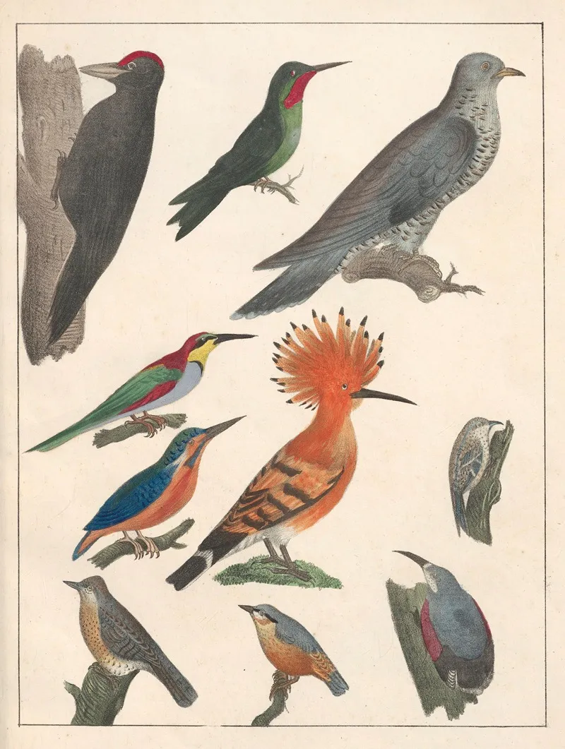 Natural History Galerya Obrazowa Zwierzat Czyli Historya Naturalna Pl 66 Wall Art by Anton Benedikt Reichenbach - High-Resolution Digital Print
