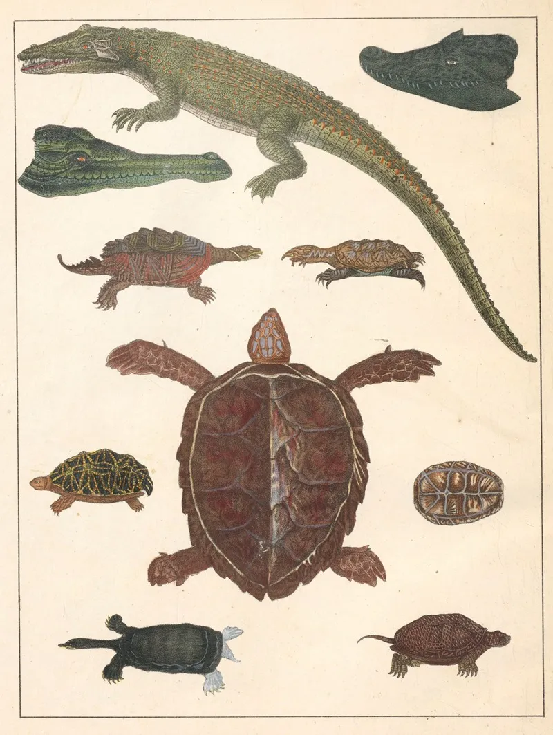 Natural History Galerya Obrazowa Zwierzat Czyli Historya Naturalna Pl 67 Wall Art by Anton Benedikt Reichenbach - High-Resolution Digital Print