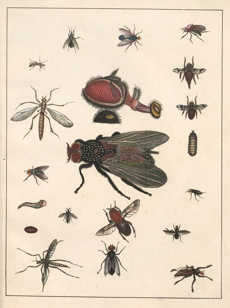 Natural History Galerya Obrazowa Zwierzat Czyli Historya Naturalna Pl 68 Wall Art by Anton Benedikt Reichenbach - High-Resolution Digital Print