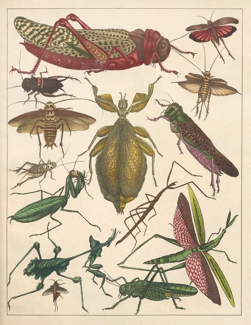 Natural History Galerya Obrazowa Zwierzat Czyli Historya Naturalna Pl 72 Wall Art by Anton Benedikt Reichenbach - High-Resolution Digital Print
